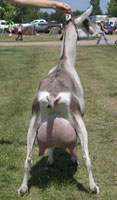 alpine dairy goat