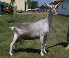 alpine dairy goat