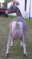 toggenburg dairy goat