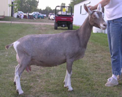 toggenburg dairy goat
