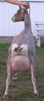 toggenburg dairy goat