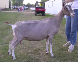 GCH Poplar Hill Able Tart