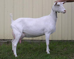 toggenburg dairy goat