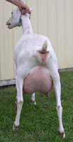 saanen dairy goat