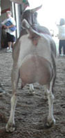 toggenburg dairy goat