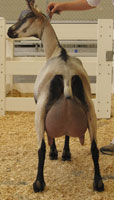 toggenburg dairy goat