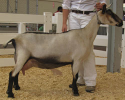 toggenburg dairy goat