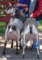 nubian doe for sale