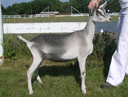 alpine dairy goat