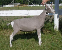 toggenburg dairy goat