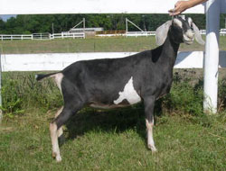 nubian doe for sale