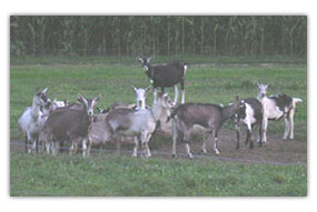 milking dairy goats