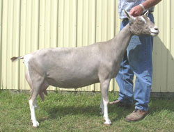 toggenburg dairy goat