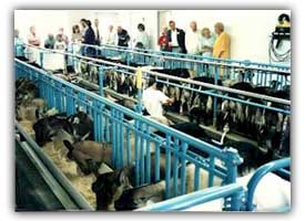 Dairy goat milking parlor