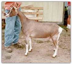 GCH Poplar Hill Loyal Tinfoil
