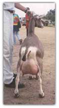 Alpine dairy goat